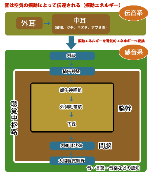 耳が音を感じる仕組み